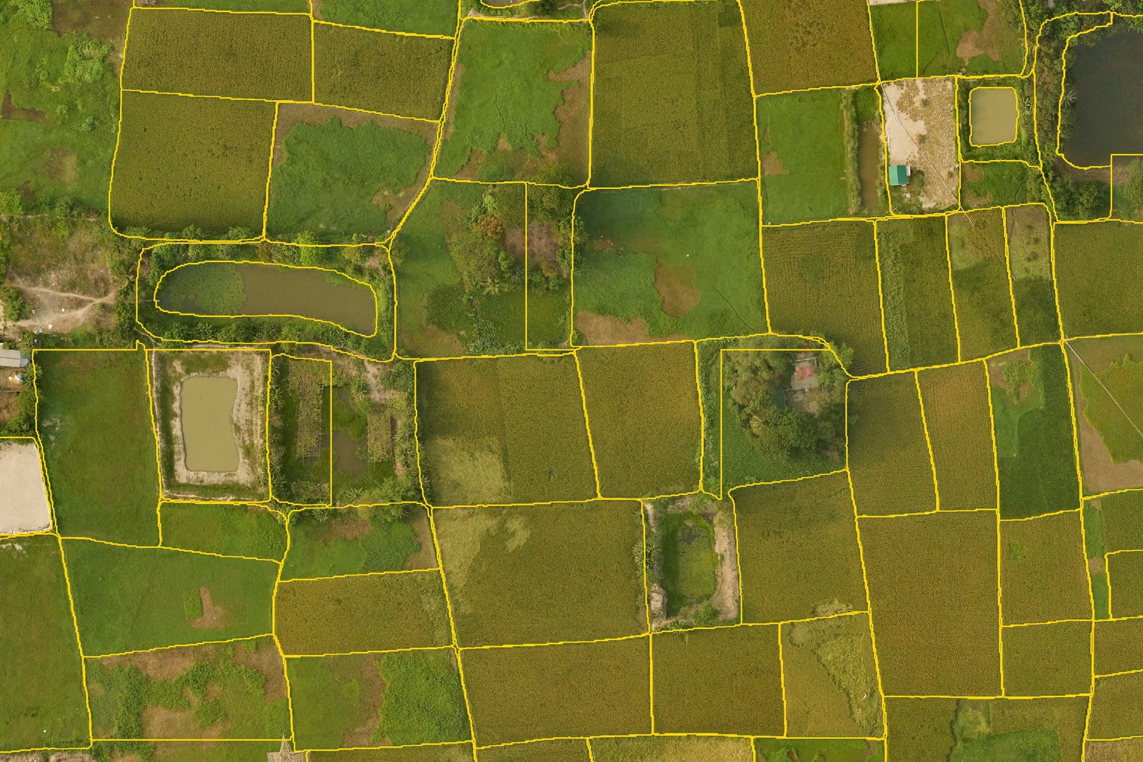 Paddy fields in Narayanganj seen from the air in 2025, with every field edge our model found drawn in yellow.