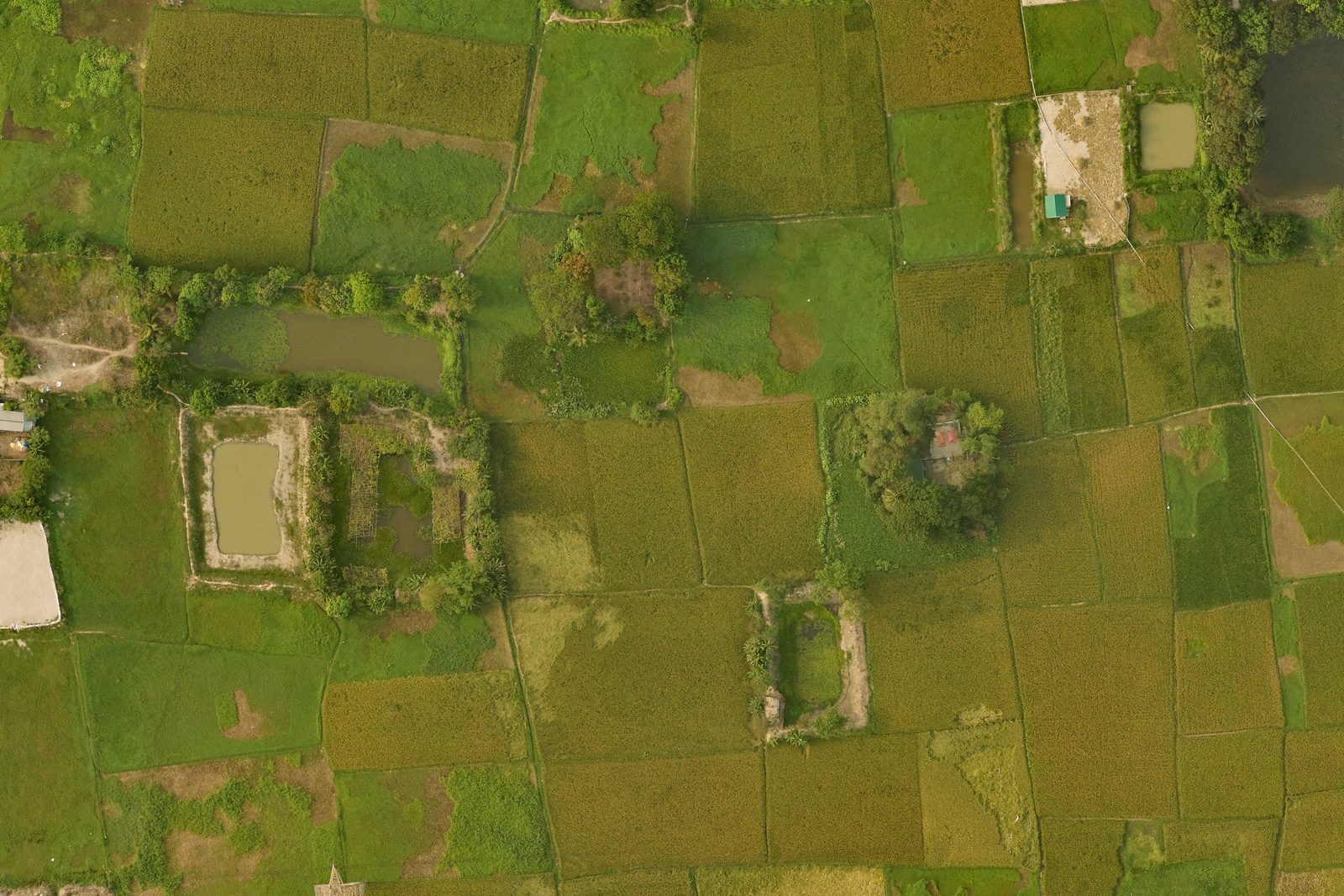 The same paddy fields without any lines drawn on them.