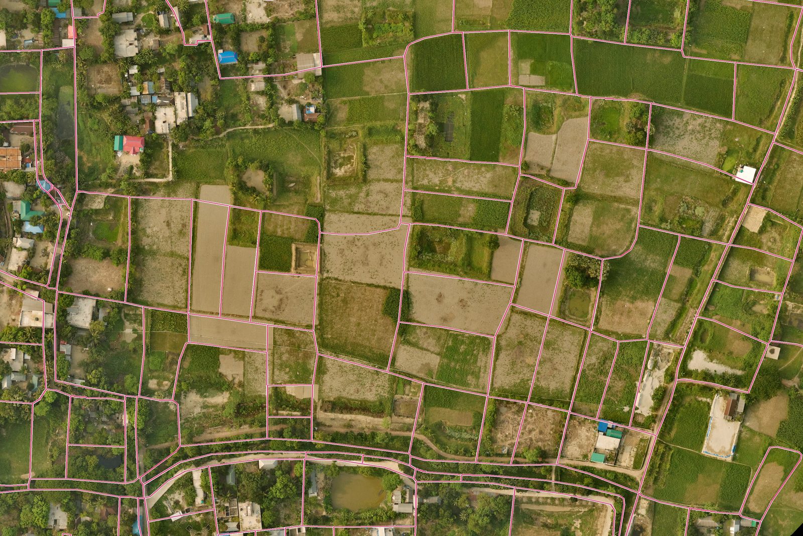 A 2025 aerial photo of fields, ponds and homesteads in rural Narayanganj, with plot boundaries from an old mouza map drawn over it in pink.